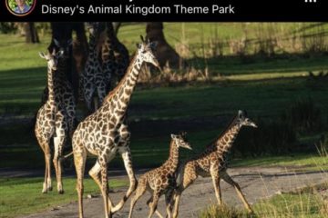 Photo Courtesy of Dr. Mark Penning's Instagram