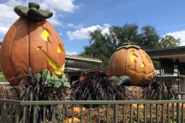 Large pumpkins at the entrance of Magic Kingdom.