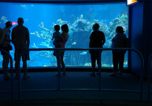 Dive in Epcot's aquarium while your family watches from the observation deck!