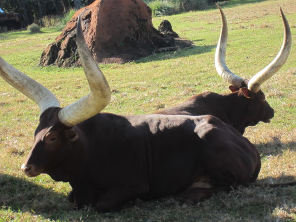 Your little ones will get a kick out of seeing all the cool animals at Animal Kingdom!