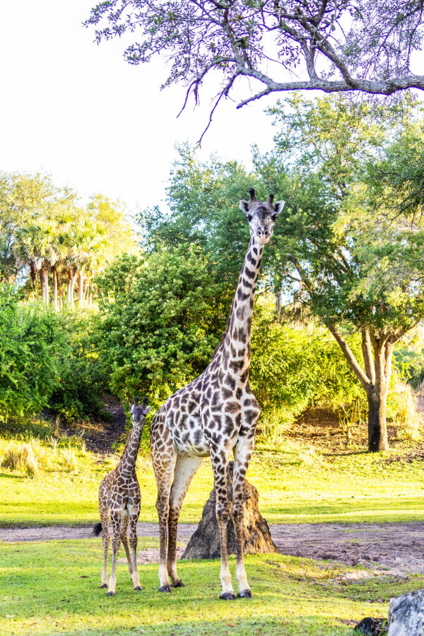 Photo credits (C) Disney Enterprises, Inc. All Rights Reserved 