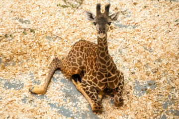 Photo credits (C) Disney Enterprises, Inc. All Rights Reserved