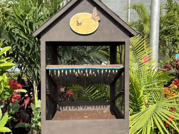 Watch as butterflies emerge!