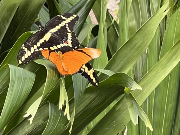 The butterflies are colorfun and fun to watch!