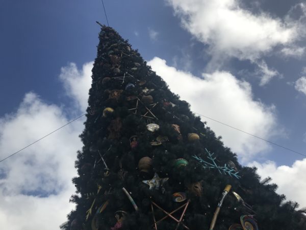 It's a big tree and it reaches toward the sky!