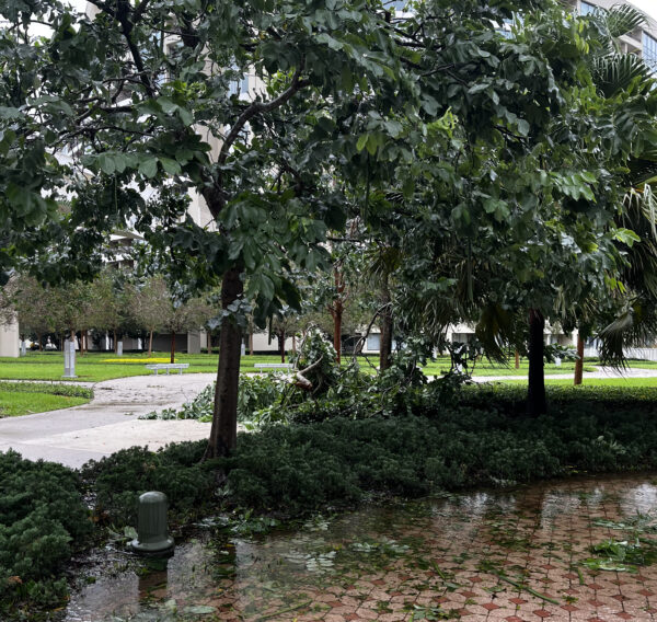 Leaves and tree branches were down near the resort.