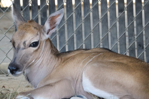 Eland calf. Photo Credit © Disney Enterprises, Inc. All Rights Reserved. 