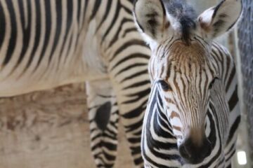 Zebra foal. Photo Credit © Disney Enterprises, Inc. All Rights Reserved.
