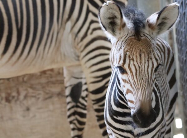 Zebra foal. Photo Credit © Disney Enterprises, Inc. All Rights Reserved.