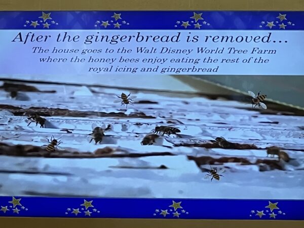 Disney takes the gingerbread to the Walt Disney World tree farm, where honey bees eat it!