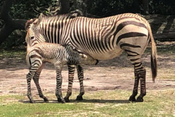 Photo credits (C) Disney Enterprises, Inc. All Rights Reserved