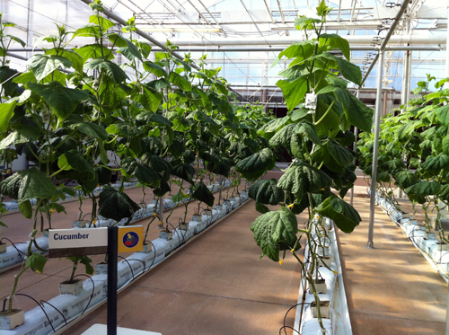 Check out this growing alternative for cucumbers!