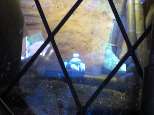 The crabs need help!