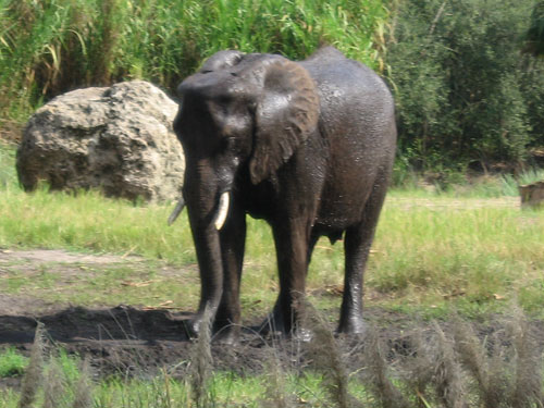 The animals get up early - you should too!