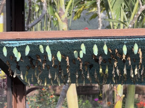 You can watch butterflies in various stages of emerging from their chrysalises.