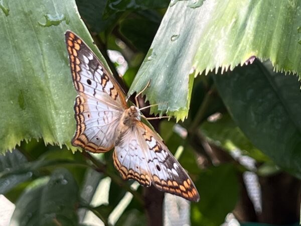 It's amazing to see these beautiful and delicate creatures up close.
