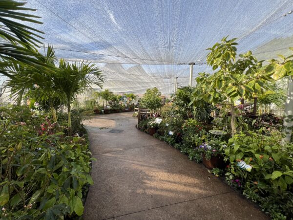 In addition to seeing the butterflies, you can also enjoy plenty of beautiful plants and flowers.