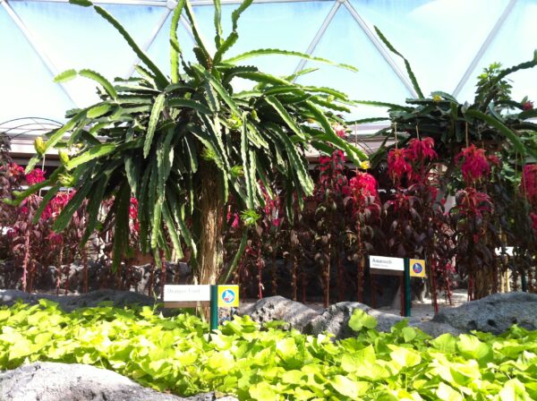 Dragon Fruit plants in The Land greenhouse