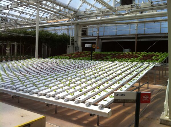 Hydroponic Lettuce plants in The Land greenhouse
