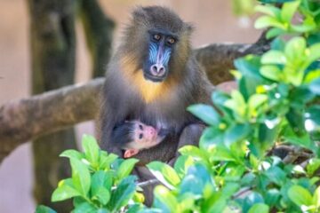 Photo Credit © Disney Enterprises, Inc. All Rights Reserved.