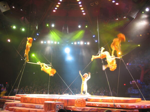 Tumble Monkeys on trapeze with Timone during the Festival of the Lion King show
