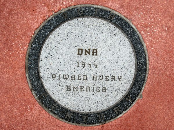 DNA, which is an acronym for deoxyribonucleic acid, was discovered by Oswald Avery in 1944. DNA provides genetic instructions for all living things and many viruses, so we still use DNA today to study our genetic makeup.