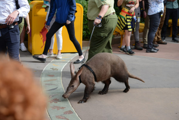 Willie the aardvark goes for a stroll. Photo credits (C) Disney Enterprises, Inc. All Rights Reserved 