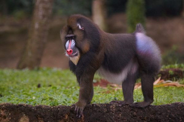Mandrills need to learn how to get along with each other. Photo credits (C) Disney Enterprises, Inc. All Rights Reserved 