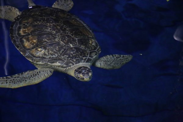 Harry the green sea turtle. Photo credits (C) Disney Enterprises, Inc. All Rights Reserved 