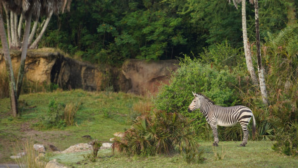Zebras make themselves at home on the safari savanna. Photo credits (C) Disney Enterprises, Inc. All Rights Reserved 