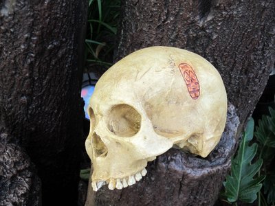 These skulls with symbols seem to be part of the game, and are popping up all over Adventureland.