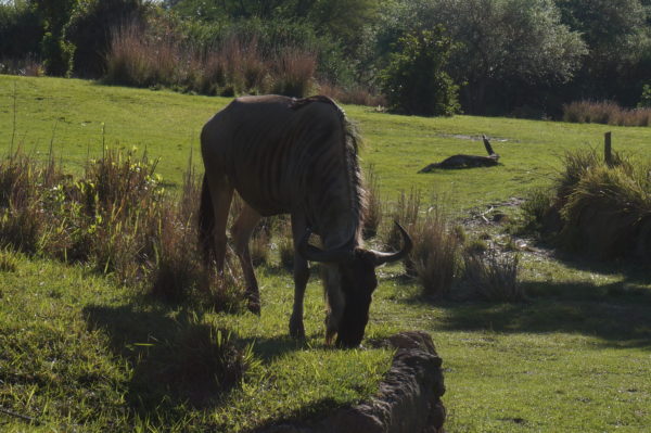 The landscaping at Disney's Animal Kingdom Lodge and Disney's Animal Kingdom Park has to not only be palatable for the animals but also be safe for them to eat.