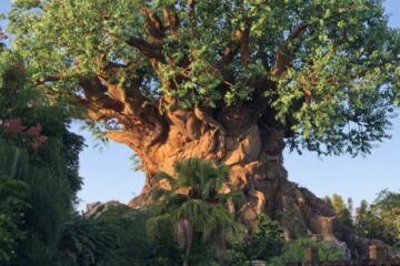 The Tree of Life. Disney's Animal Kingdom.