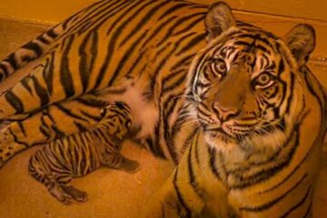 Photo Credit © Disney Enterprises, Inc. All Rights Reserved.